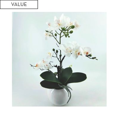 Real touch white orchids in white pot 47cm instore purchase only