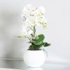 Real touch white orchids in white pot 47cm instore purchase only