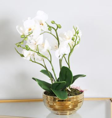 Value 35cm White Real Touch Orchid Flower in Display Gold Pot
