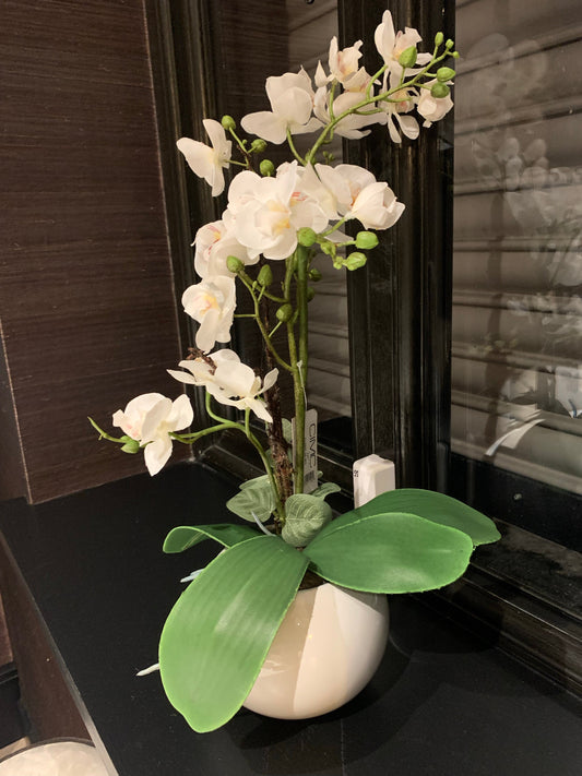 Real touch white orchids in white  pot 47cm instore purchase only