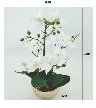 Value 35cm White Real Touch Orchid Flower in Display Gold Pot